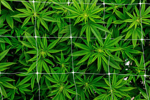 Finding Your Perfect Cannabis Match: A Comprehensive Guide